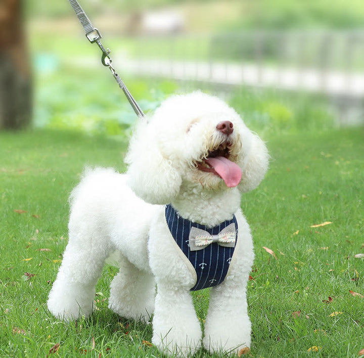 Set guinzaglio e imbracatura per cani e gatti con papillon